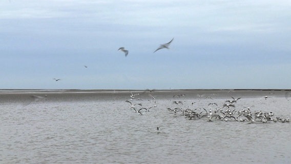 Schwarm von Flussseeschwalben beim Jagen im Flachwasser des Watts in der Elbmündung. © NDR 