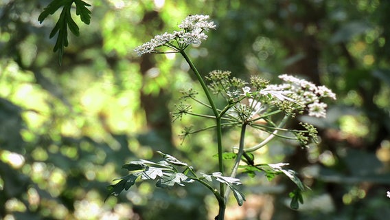 Blühender Schierlingswasserfenchel © NDR 
