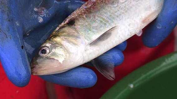 Behandschuhte Hände halten eine Finte (Fisch). © NDR 