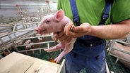 Ein Bauer, dessen Kopf man nicht sieht, steht in seinem Schweinestall und hat ein kleines Ferkel in der Hand, das in die Kamera schaut. © NDR 