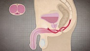 Grafik zeigt im Längsschnitt von der Seite die Beckenregion eines Mannes mit weichem Penis, Harnblase, Beckenbodenmuskular und Prostata. © NDR 