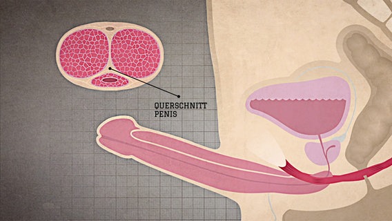 Grafik zeigt im Längsschnitt von der Seite die Beckenregion eines Mannes mit erigiertem Penis, Harnblase, Beckenbodenmuskulatur und Prostata. © NDR 