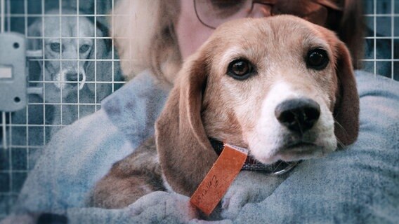 Beagle schaut direkt in die Kamera. Im Hintergrund Transportboxen mit Käfigtüren. © Fotos: NDR/David Diwiak | Look: NDR Design/Jana Scherer Hernandez 