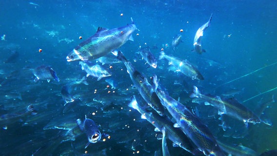 Unterwasseraufnahme in einem Zucht-Lachs-Gehege während der Fütterung. © NDR / Flemming Postproduktion 