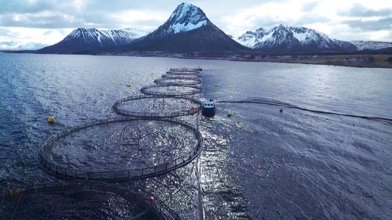 Aus der Luft gesehen: Mehrere runde Netz-Gehege für Lachse in einem norwegischen Fjord. © NDR / Flemming Postproduktion 