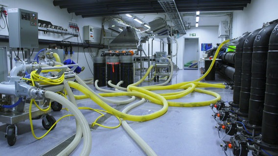 In einem Fabrikraum liegen mehrere Schläuche, in denen Lachse von einem Becken zum anderen transportiert werden. © NDR / Flemming Postproduktion 