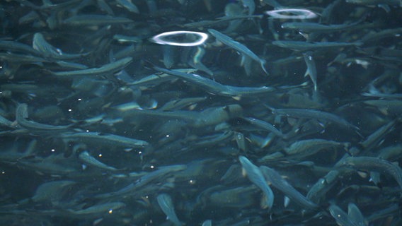 Noch nicht ausgewachsene Lachse in einem Becken. © NDR / Flemming Postproduktion 