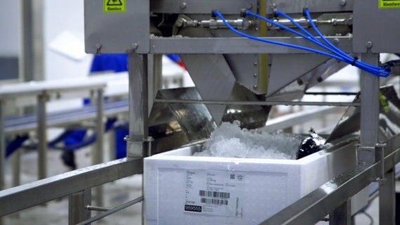 In einer Lachsfabrik: Eine Maschine hat in eine Kiste mit Fischen Eis geschüttet. © NDR / Flemming Postproduktion 
