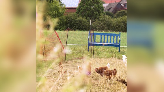Land-Idylle mit Holzbank und freilaufenden Hühnern. © NDR 