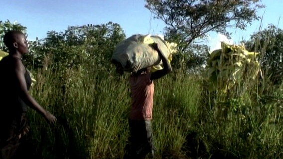 Erntehelferinnen tragen Bündel von Tabak von einem Feld in Malawi  