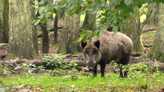 Wenn die Afrikanische Schweinepest in Deutschland ausbricht, droht ein Milliardenschaden. © NDR/Bernd Zink 