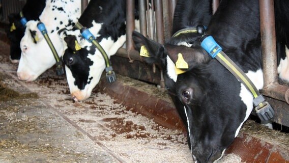 Trockenfutter statt frisches Gras. Wenn es nicht bald regnet, muss Landwirt Nico Nommsen seine Milchkühe verkaufen. Trockenfutter statt frisches Gras. Wenn es nicht bald regnet, muss Landwirt Nico Nommsen seine Milchkühe verkaufen. © NDR/Ute Jurkovics