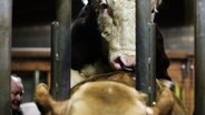 Ein Bulle besteigt eine Kuh. © NDR/7Tage 