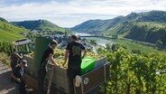 Winzer Kilian und NDR Reporter Lucas betrachten die geernteten Trauben am Steilhang an der Mosel. © NDR 