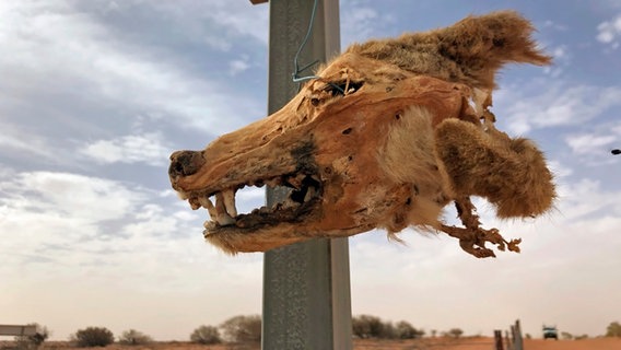 Makabre Dekoration: Zur Abschreckung hängen Australiens Farmer Dingo-Köpfe an die Grenzen ihrer Farmen. © NDR, honorarfrei 