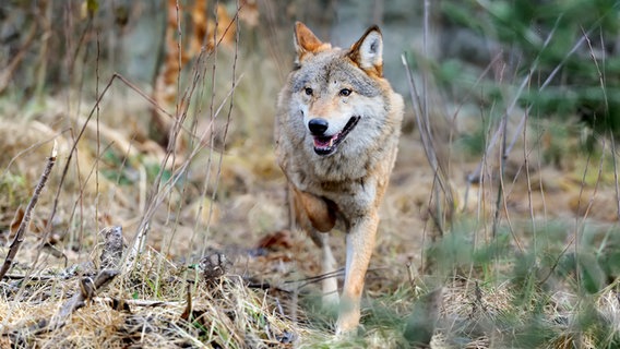 Ein freilebender Wolf streift durch eine waldiges Gelände. © Colourbox Foto: Volodymyr Burdiak