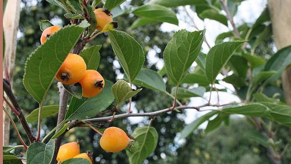 Apfelbaum Stecklinge