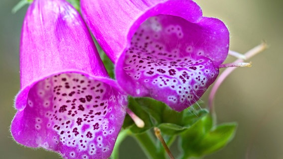 Zwei pinkfarbene Blüten eines Fingerhuts © picture-alliance / united-archiv 