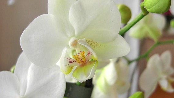 Weiße Orchidee. © NDR 
