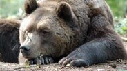 Ein Bär im Bärenpark Müritz. © NDR 