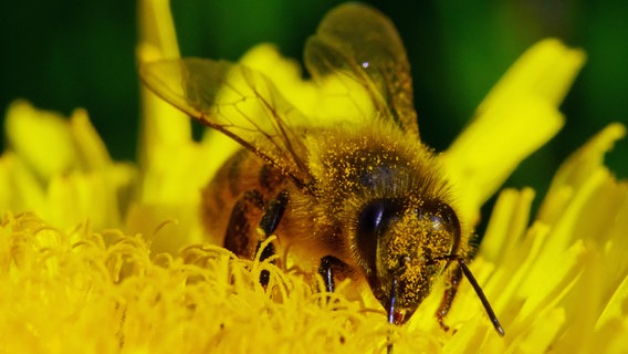 Eine Biene sitzt auf einer Blüte © Benjamin Jaworskyj Foto: Benjamin Jaworskyj