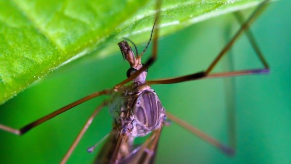 Ein Insekt sitzt auf einem Blatt © Benjamin Jaworskyj Foto: Benjamin Jaworskyj
