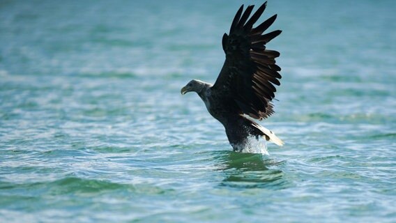 Ein Adler direkt über dem Wasser © Benjamin Jaworskyj & TV Plus Foto: Benjamin Jaworskyj