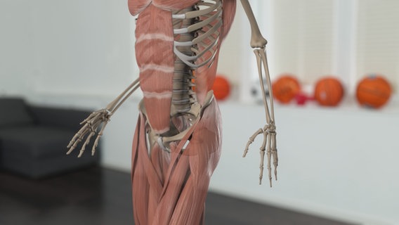 Schematische Darstellung: Muskulatur im Bereich von Rumpf, Hüfte und Beinen. © NDR 