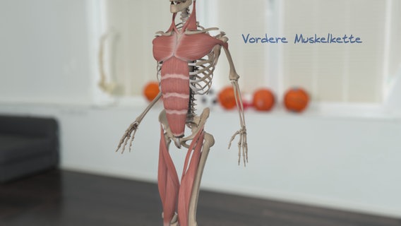 Schematische Darstellung: vordere Muskelkette von Rumpf und Beinen. © NDR 