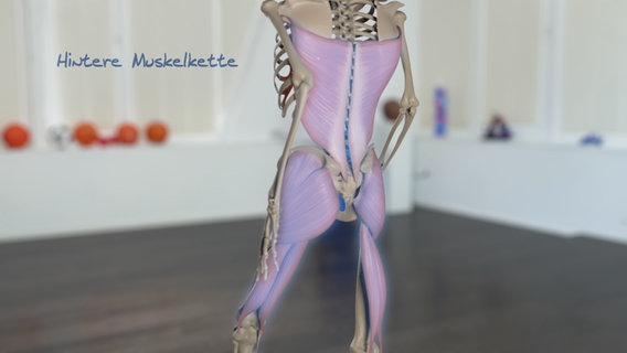 Schematische Darstellung: hintere Muskelkett vom Rumpf bis zu den Beinen. © NDR 