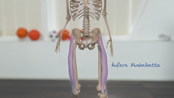 Schematische Darstellung: äußere Kette der die Hüfte umgebenden Muskulatur. © NDR 