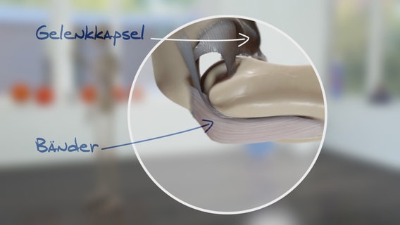 Schematische Darstellung: Gelenk mit Kapsel und Bändern. © NDR 