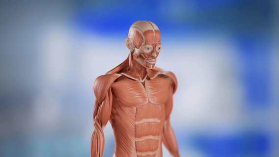 Schematische Darstellung: Oberkörper eines Menschen mit Muskeln © NDR 
