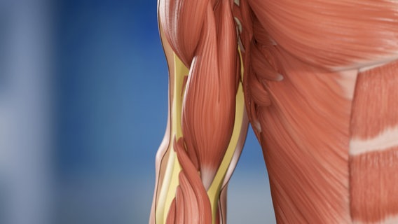 Schematische Darstellung: Muskeln am Oberarm © NDR 