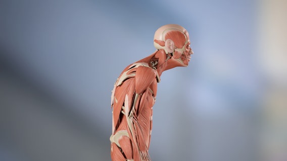 Schematische Darstellung: Ein Mensch mit seinen Muskeln © NDR 