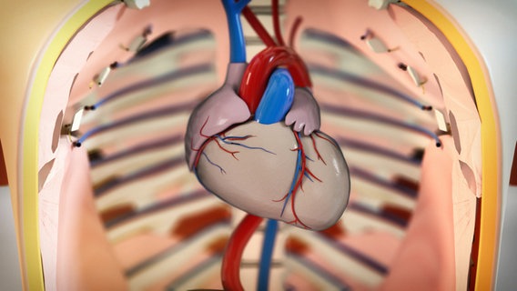 Schematische Darstellung: Herz und Brustkorb. © NDR 
