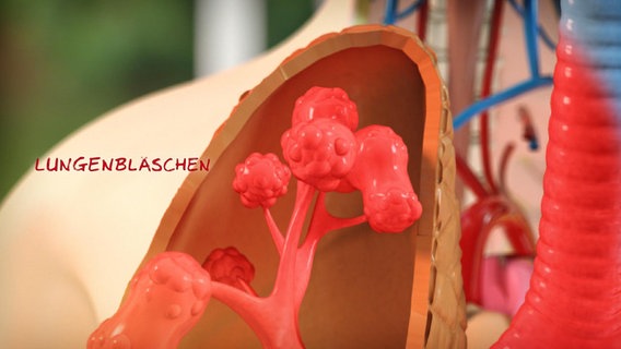 Schematische Darstellung: Lungenbläschen. © NDR 