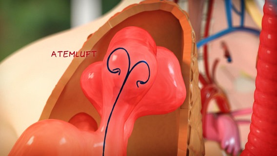 Schematische Darstellung: Atemluft kreist in den Lungenbläschen. © NDR 