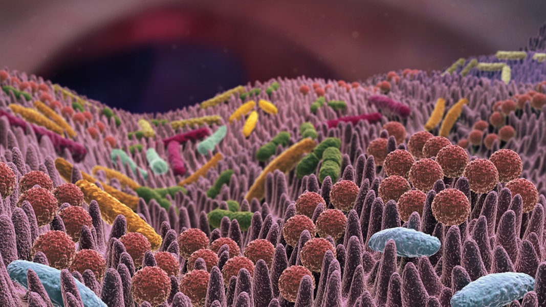 Probiotika und Präbiotika Gutes für den Darm NDR.de