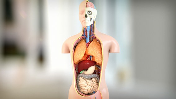 Schematische Darstellung: meschlicher Torso. © NDR 