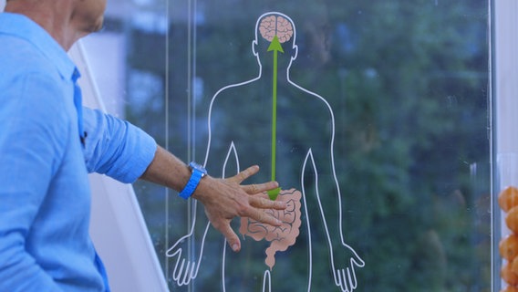 Dr. Riedl ist nur am Rande angeschnitten erkennbar, wie er auf ein Schaubild der Darm-Hirn-Achse im menschlichen Körper zeigt. © NDR Foto: Oliver Zydek/Moritz Schwarz