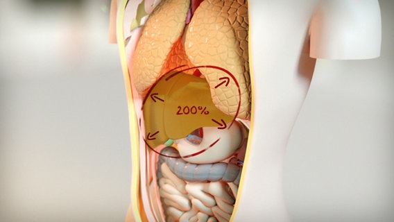Medizinisches Modell einer Leber im Torso. © NDR 