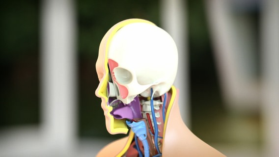 Schematische Darstellung: Schädel mit Nebenhöhlen © NDR 