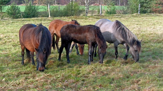 Vier Pferde grasen auf einer Wiese. © NDR/MfG-Film GmbH 