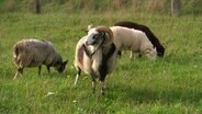 Der Schafbock hat seinen eigenen Kopf und büxt immer mal wieder aus. © NDR 