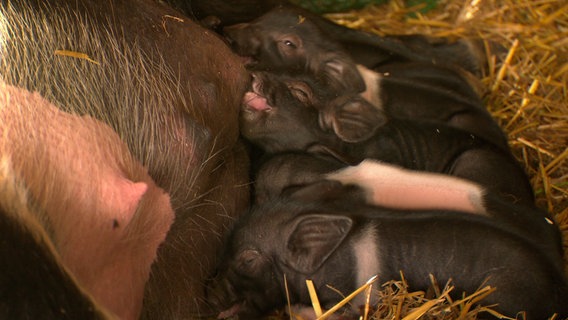 Die Ferkel sind gerade ein paar Tage alt und leben die ersten Wochen mit der Sau zusammen. Angler-Sattelschweine, eine alte und immer noch gefährdete Haustierrasse. © NDR 