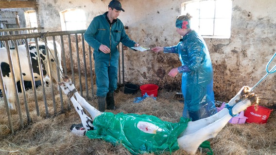 Operationen führt die Tierärztin meistens direkt vor Ort in den Ställen durch. (Weitere Bilder auf Anfrage) © NDR/Hellwig Film GmbH 