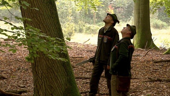 Hannes Weidermann und Fred Zentner vom Forstamt Nossentiner Heide auf der Suche nach dem perfekten Stamm. Nur möglichst makellose Bäume finden beim Wertholzverkauf des Landes Mecklenburg-Vorpommern einen Käufer. Hannes Weidermann und Fred Zentner vom Forstamt Nossentiner Heide auf der Suche nach dem perfekten Stamm. Nur möglichst makellose Bäume finden beim Wertholzverkauf des Landes Mecklenburg-Vorpommern einen Käufer. © NDR/Videomagic