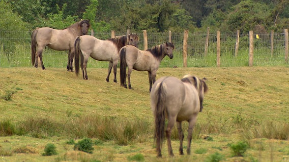 Vierbeinge Landschaftspfleger: Eine Herde Tarpan-Pferde pflegt den Wacholderhain. © NDR/MfG-Film GmbH und CoKG 