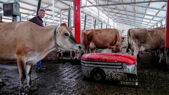 Roboter machen sauber im Stall von Dinand Kippers auf dem Agrarhof in Brüel. Die Bio-Milchviehanlage ist eine der modernsten Europas. Fast alles läuft automatisch. Über einen Chip im Halsband können die rund 400 Kühe rund um die Uhr überwacht werden. © NDR 